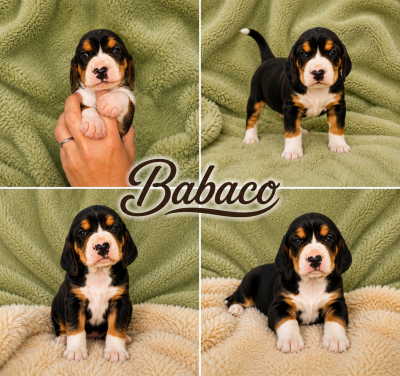 Babaco