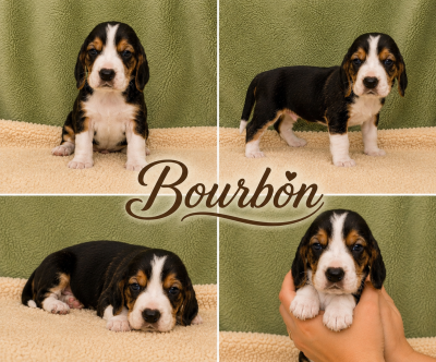 Bourbon