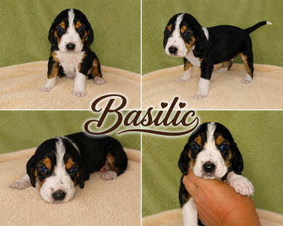 Basilic
