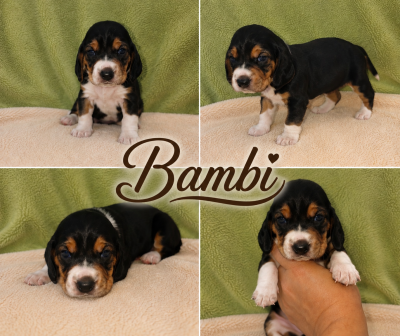 Bambi