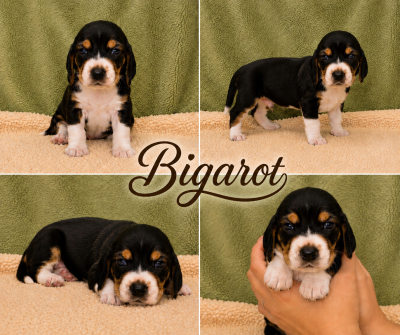 Bigarot
