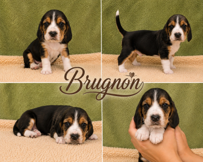 Bruno