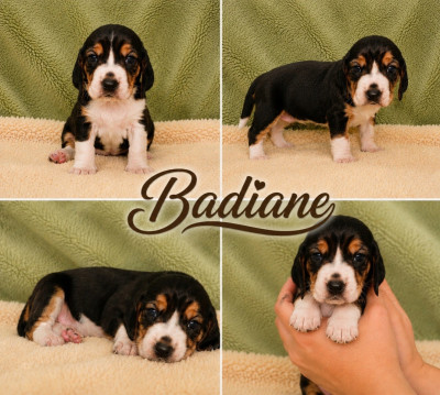 Badiane