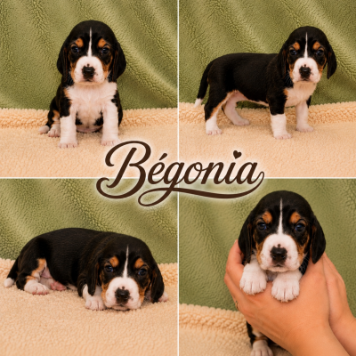 Begonia