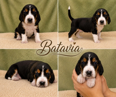 Batavia