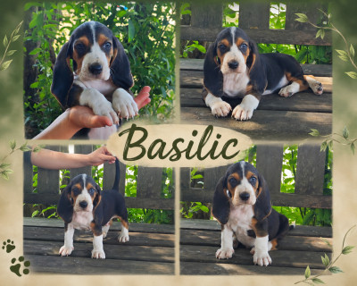 Basile