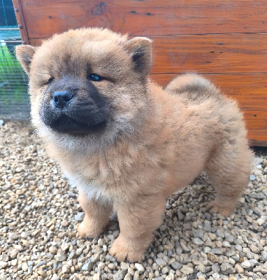 Aï-San