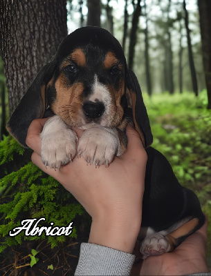 Abricot du Domaine de Lu-Ti 