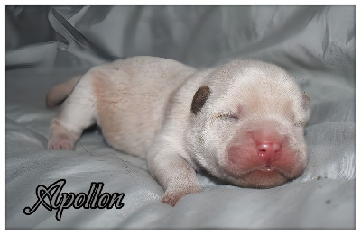 Apollon 