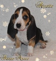 Rizette