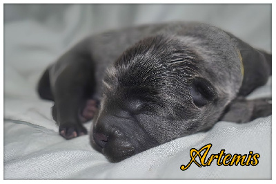 Artemis