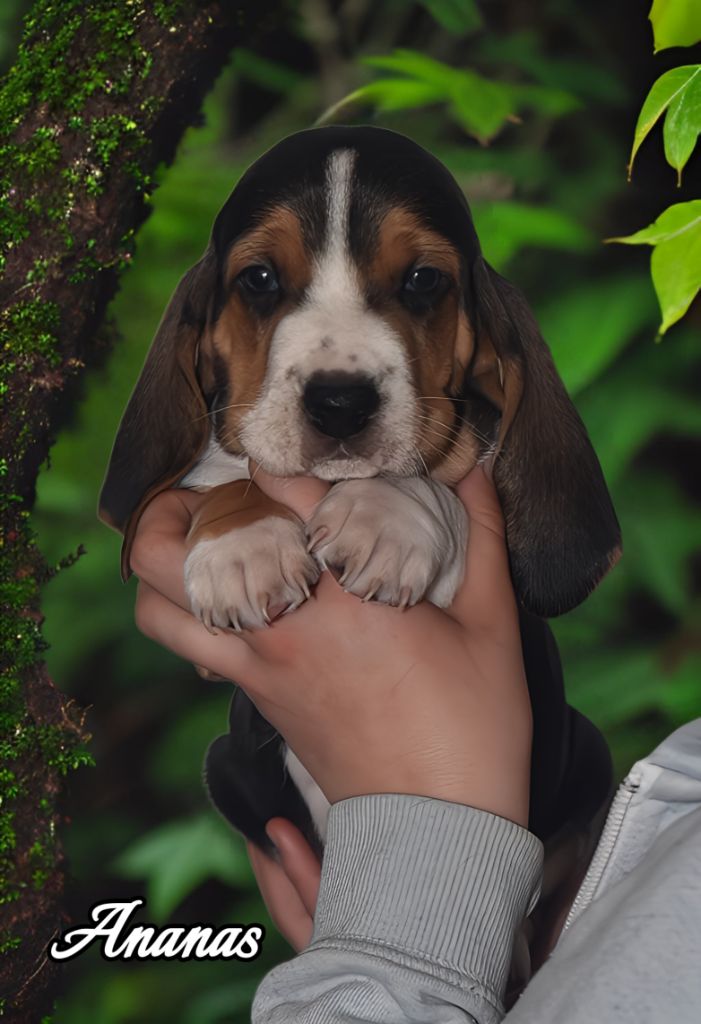 Du Domaine De Lu Ti - Chiots disponibles - Basset Artesien Normand