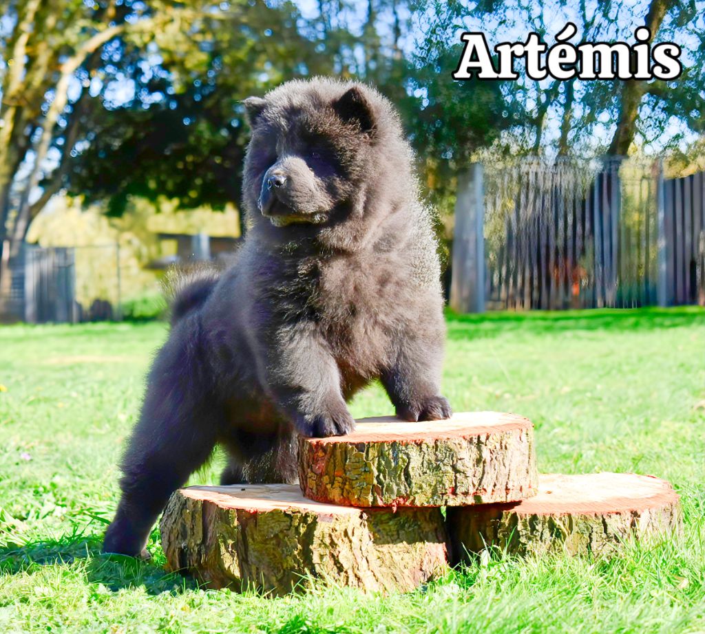 Du Domaine De Lu Ti - Chiots disponibles - Chow Chow