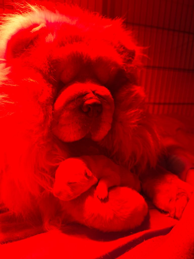 Du Domaine De Lu Ti - Chow Chow - Portée née le 08/02/2025