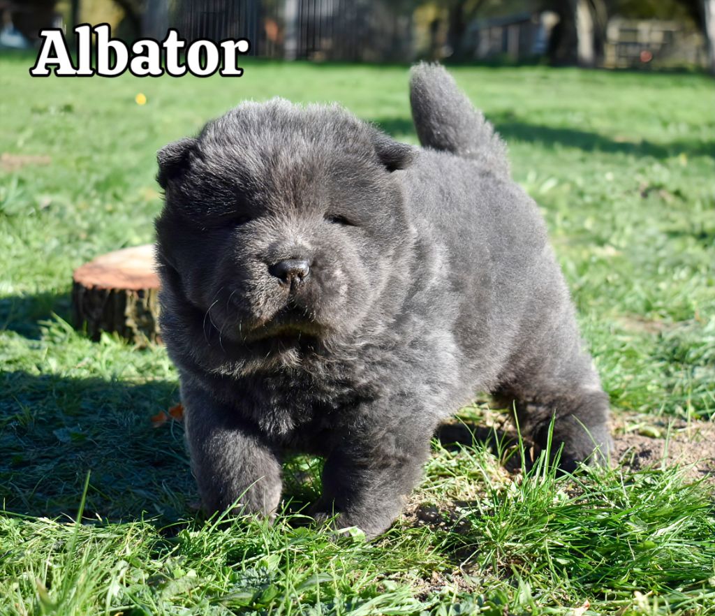 Du Domaine De Lu Ti - Chow Chow - Portée née le 12/09/2025