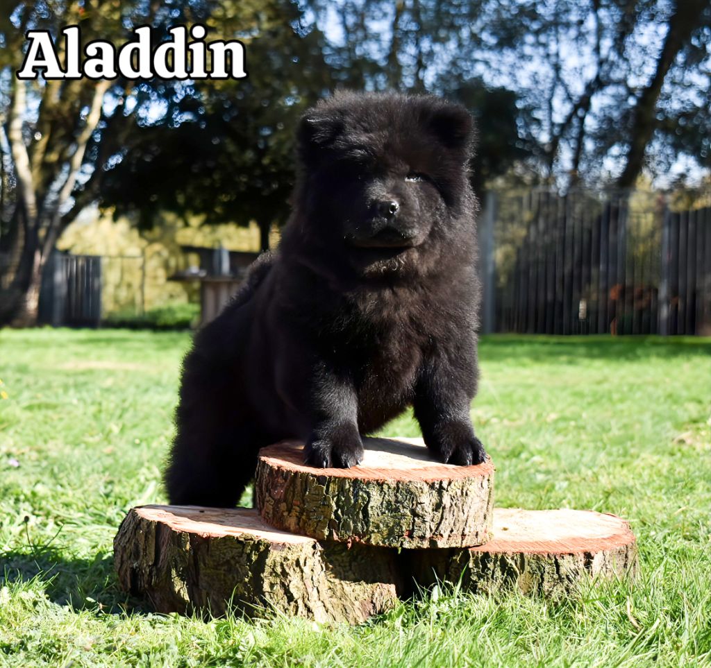 Du Domaine De Lu Ti - Chiots disponibles - Chow Chow