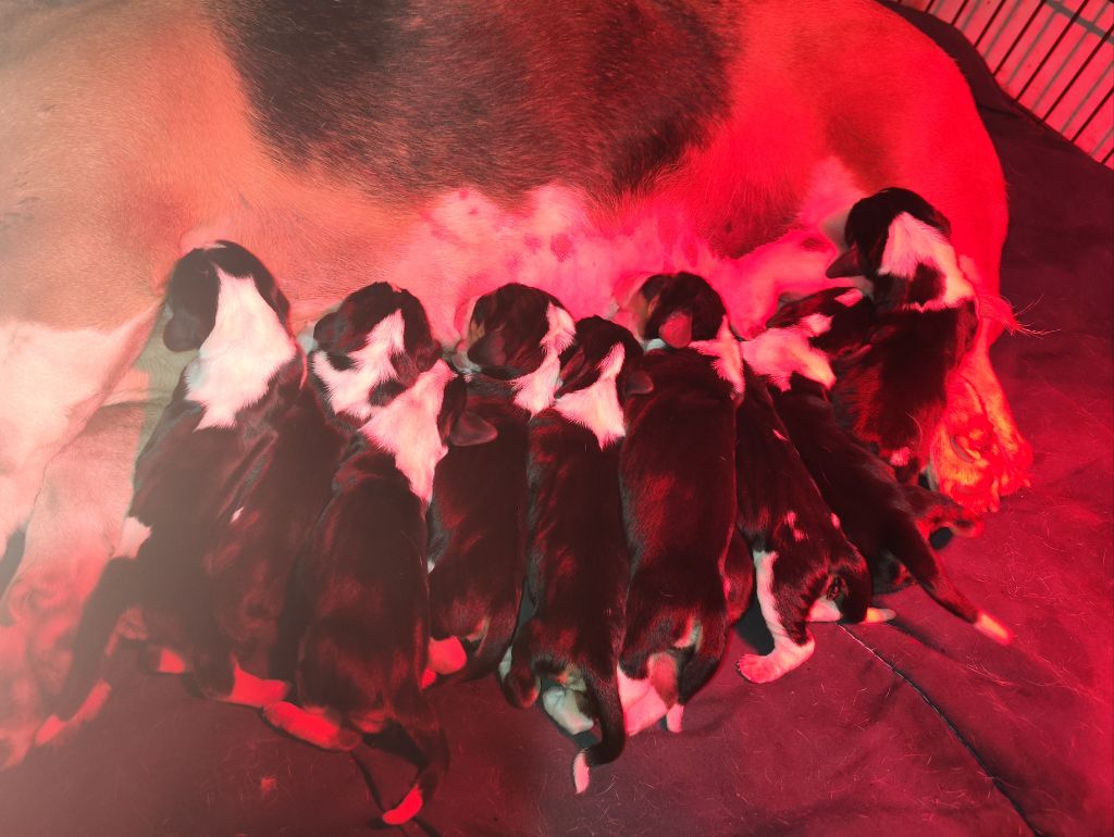 Chiot Basset Artesien Normand Du Domaine De Lu Ti