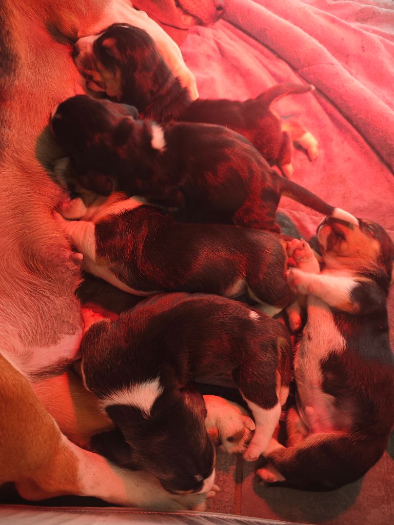 Chiot Basset Artesien Normand Du Domaine De Lu Ti