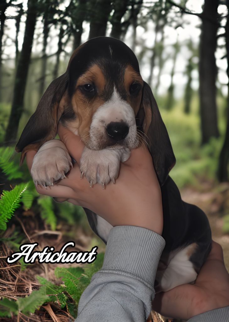 Du Domaine De Lu Ti - Chiots disponibles - Basset Artesien Normand