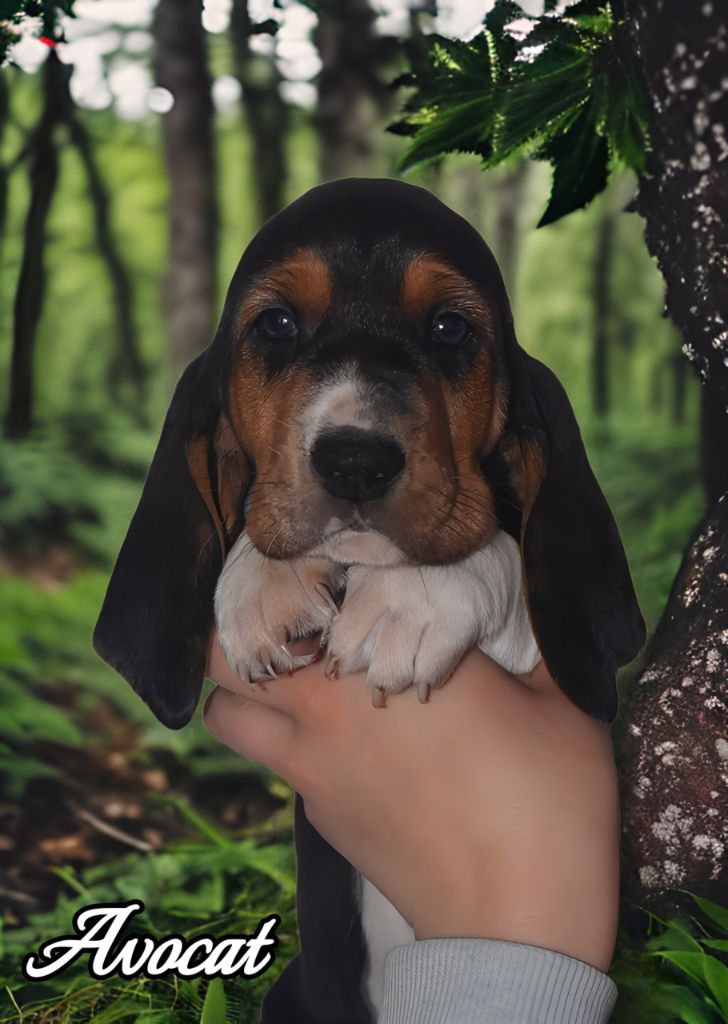Du Domaine De Lu Ti - Chiots disponibles - Basset Artesien Normand