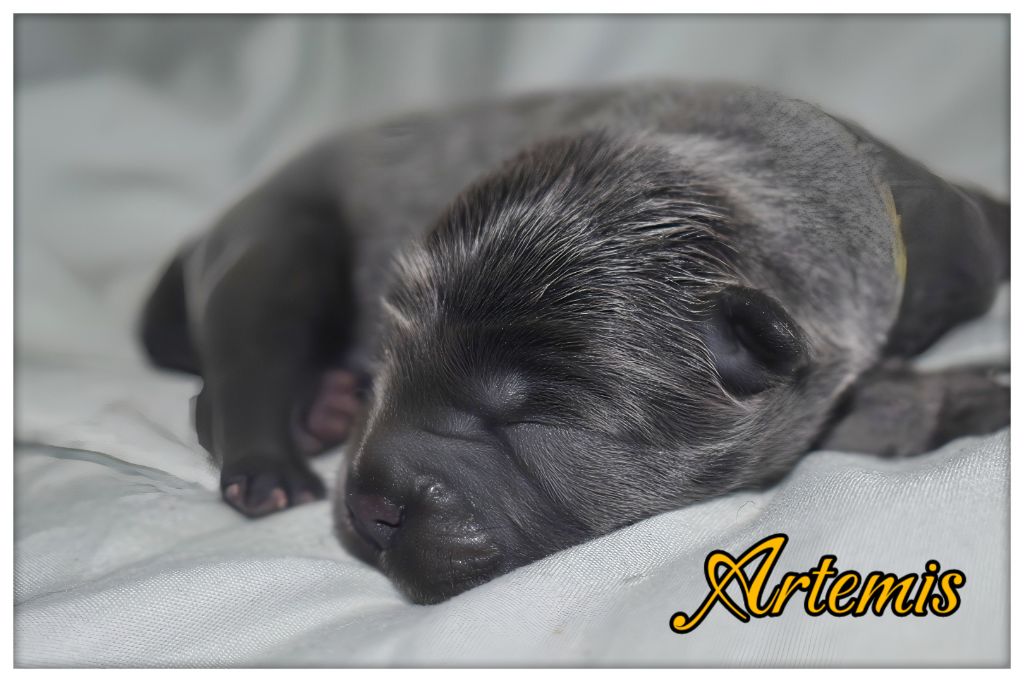 Du Domaine De Lu Ti - Chiots disponibles - Chow Chow