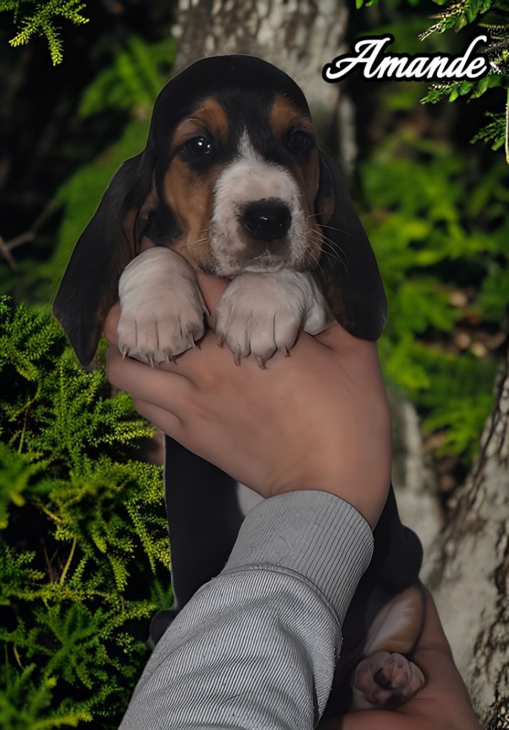 Du Domaine De Lu Ti - Chiots disponibles - Basset Artesien Normand