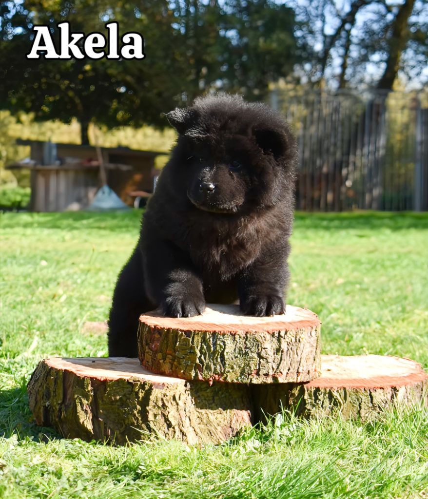 Du Domaine De Lu Ti - Chiots disponibles - Chow Chow